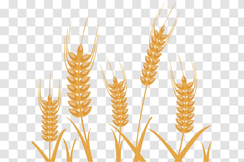 Photography Wheat Illustration - Icon Design - Pattern Vector Material Exquisite Transparent PNG