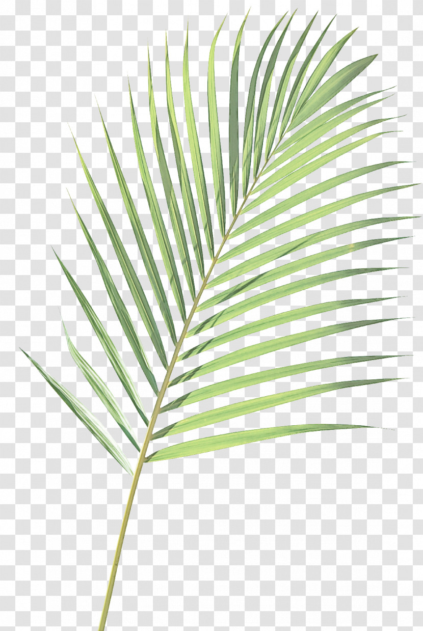 Palm Tree Transparent PNG