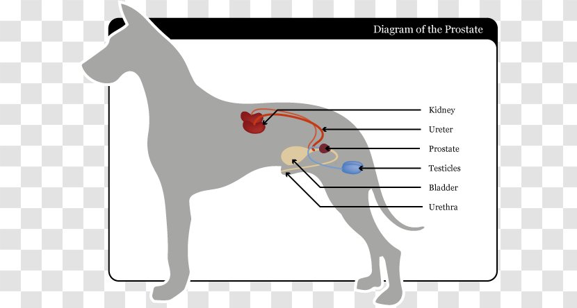 Dog Breed Horse Halter Finger - Flower - Prostate Gland Transparent PNG