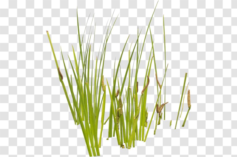 Aquatic Plants Cattail Grasses Transparent PNG