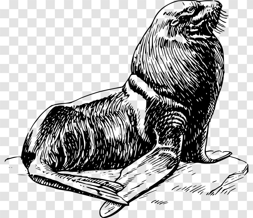 Earless Seal Harp Clip Art - Monochrome Photography - Free Transparent PNG