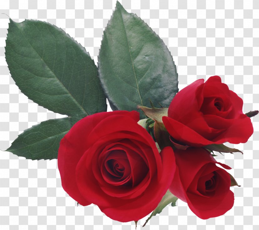 Love Rose Desktop Wallpaper Heart - Romance Transparent PNG