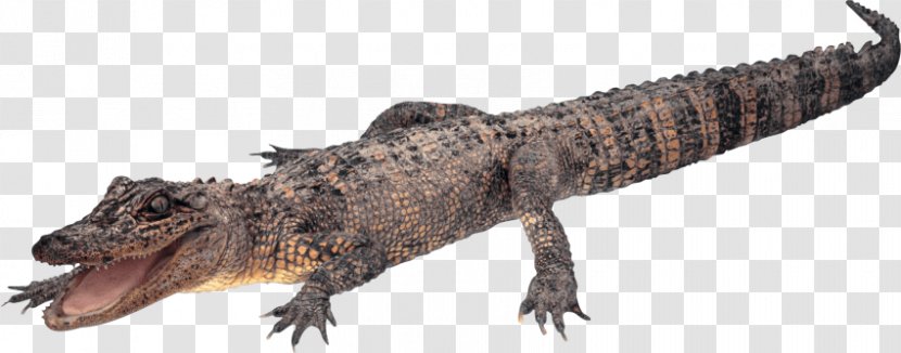 Crocodile Alligators Clip Art Transparency Transparent PNG