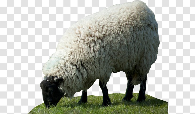 Sheep Desktop Wallpaper HVGA - Wqvga Transparent PNG