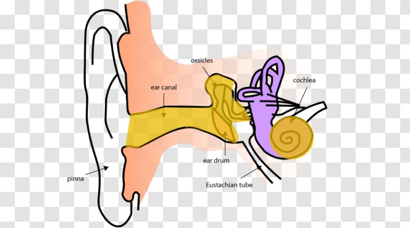Ear Anatomy Inner Eardrum - Watercolor Transparent PNG
