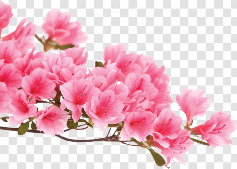 Azalea Pink Flowers Rhododendron Luteum - Petal - Flower Transparent PNG