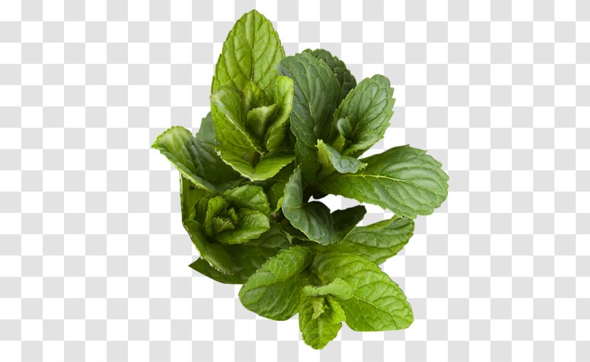 Basil Herb Peppermint Plant - Mint - Taste Transparent PNG