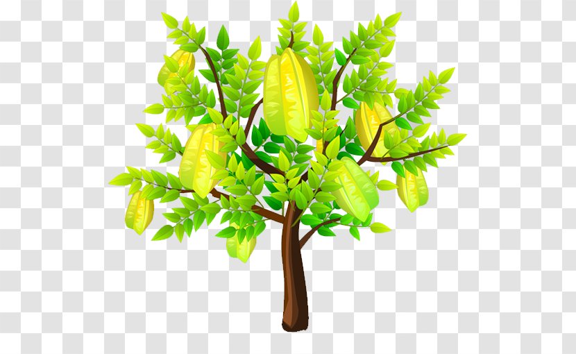 Carambola Peach Fruit - Plant Stem - Yang Transparent PNG