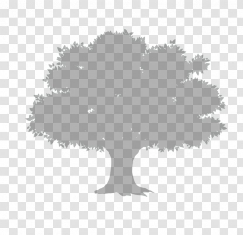 Tree Shadow - Christmas - Trees Album Transparent PNG