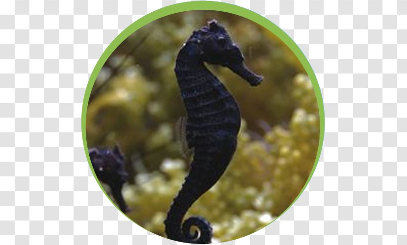 Leafy Seadragon Pygmy Seahorse Big-belly Common Lembeh - Bigbelly - Bubbletip Anemone Transparent PNG