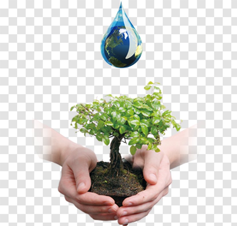Tree Bonsai Business Company Waste Oil - Plant - Valuing Water Transparent PNG