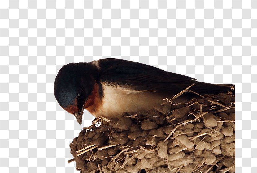 Barn Swallow Pxe4xe4skysenpesxe4keitto El Nido Bird - The Swallows In Nest Transparent PNG