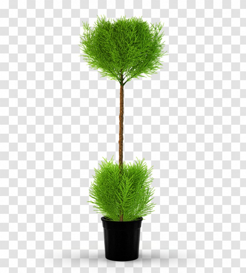 Tree Flowerpot Houseplant Monterey Cypress - Evergreen Transparent PNG