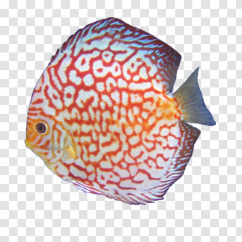 Cat Hamster Dog Pet Tropical Fish - Knowledge Transparent PNG