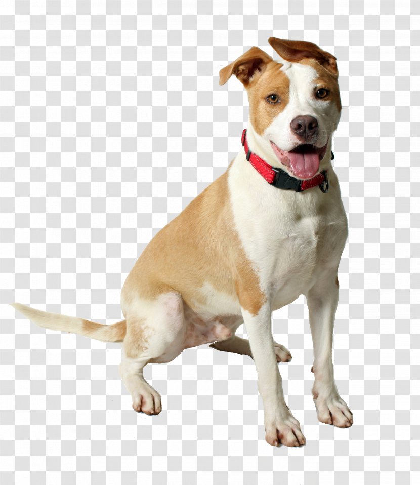 Cartoon Dog - Sporting Group - Collar Braque Saintgermain Transparent PNG