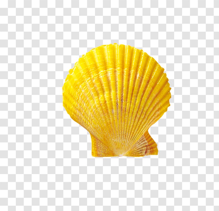 Seashell Shellfish Conchology Scallop - Shell Transparent PNG