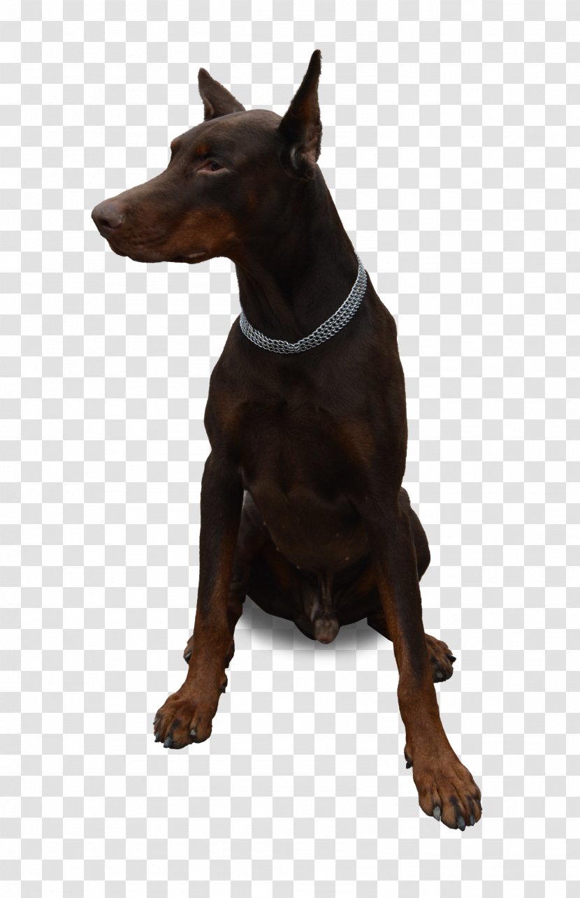 Dobermann German Pinscher Toy Manchester Terrier Bulldog - Dog Breed - Sitting Transparent PNG