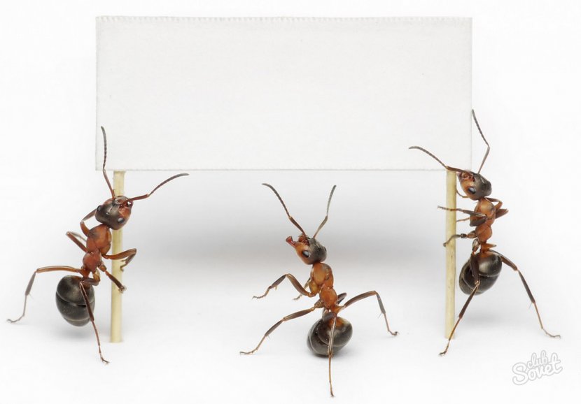Le Forze Della Natura. Il Nuovo Orizzonte Fisica Nature Physics Law Book - Membrane Winged Insect - Ants Transparent PNG