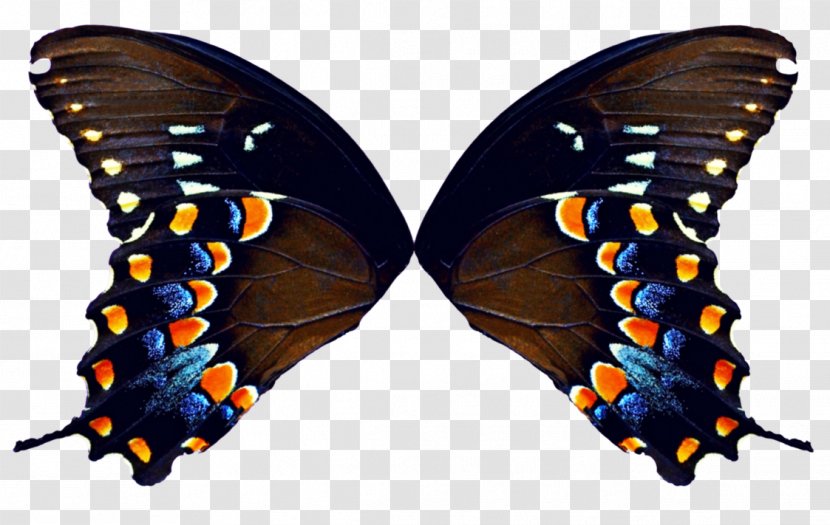 Butterfly DeviantArt Clip Art - Deviantart - Wings Transparent PNG