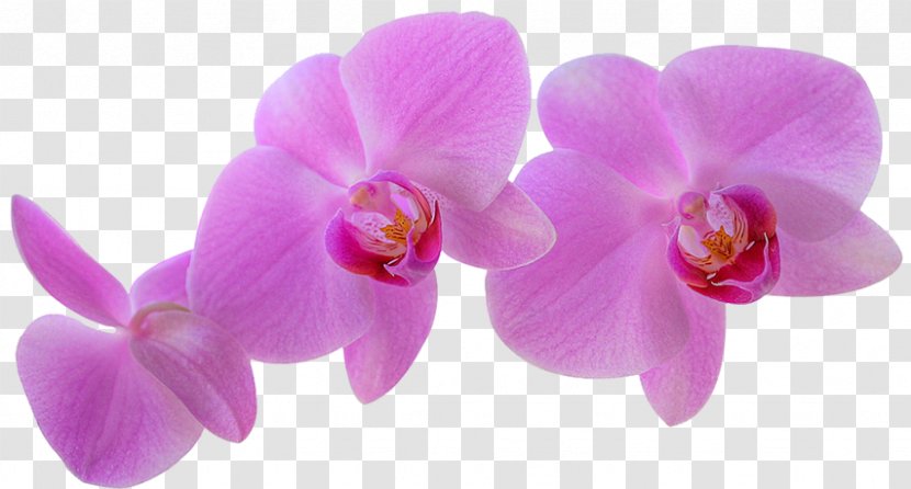 Orchids Aidipsos Plant Peter Trawl Flower - Funeral Transparent PNG