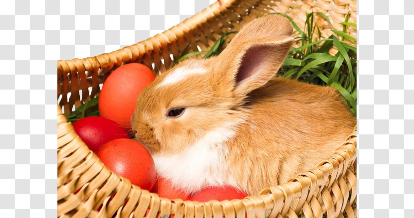 Easter Bunny Holiday Egg Holy Week - Rabits And Hares - Basket Transparent PNG