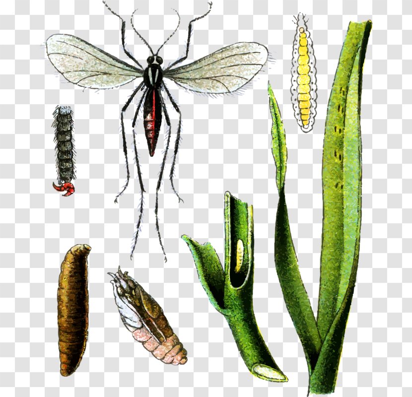 Butterfly Hessian Fly Insect Mosquito Pest - Arthropod - Leaves And Insects Transparent PNG