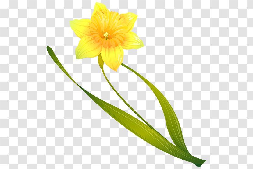 Clip Art Image Illustration Daffodil - Flowering Plant - Kabel Transparent PNG