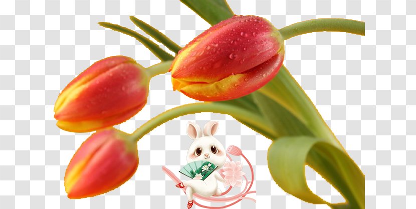 Flower Tulip Download - Designer Transparent PNG