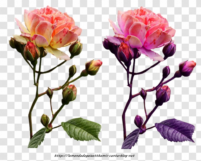 Garden Roses Cabbage Rose Flower Floribunda Floral Design - Blossom Transparent PNG