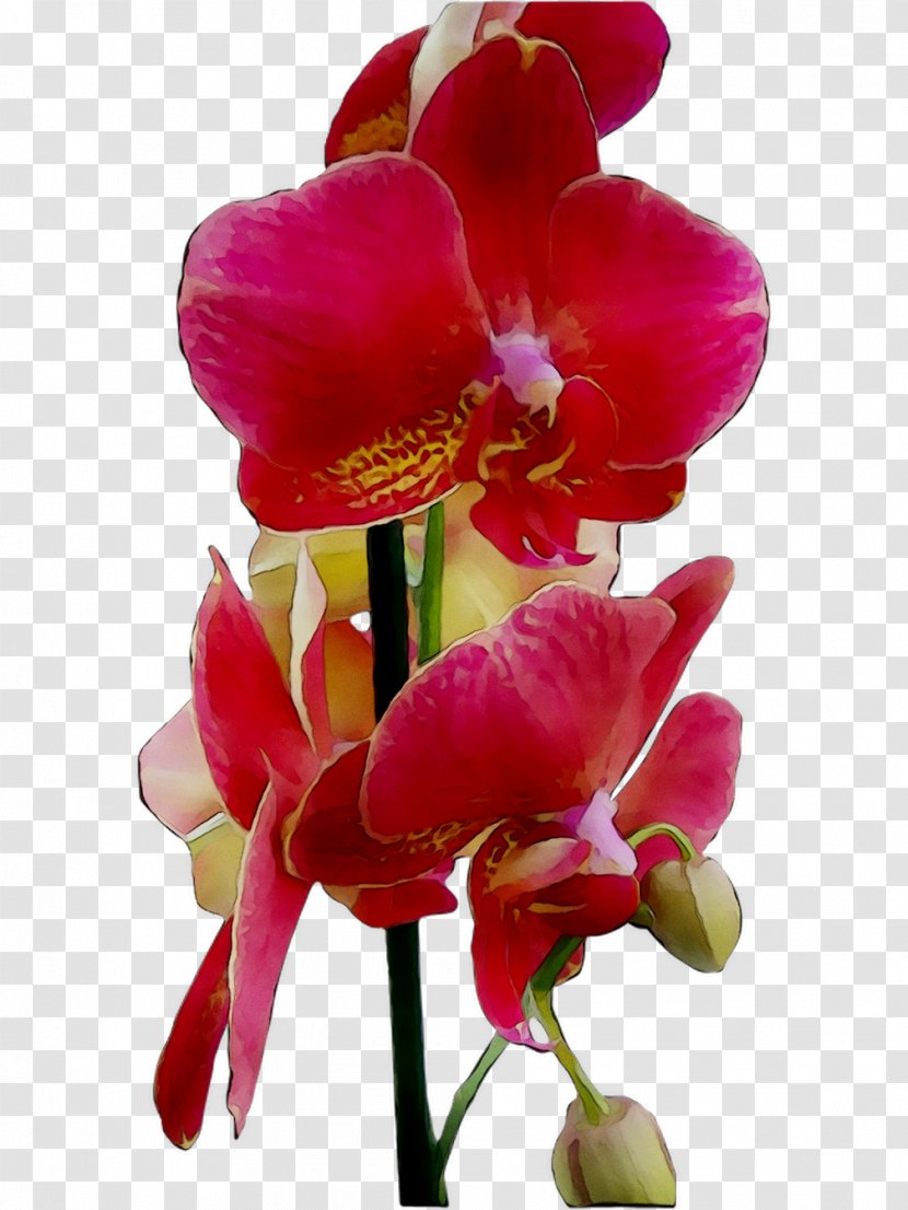 Moth Orchids Cut Flowers Plant Stem Herbaceous Magenta - Cattleya - Pink Transparent PNG