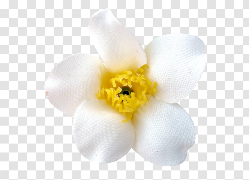 Narcissus Moth Orchids Flowering Plant Petal - Orchid - Spring Element Transparent PNG