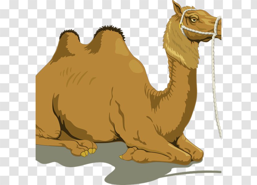 Dromedary Bactrian Camel Clip Art - Mammal - Fauna Transparent PNG