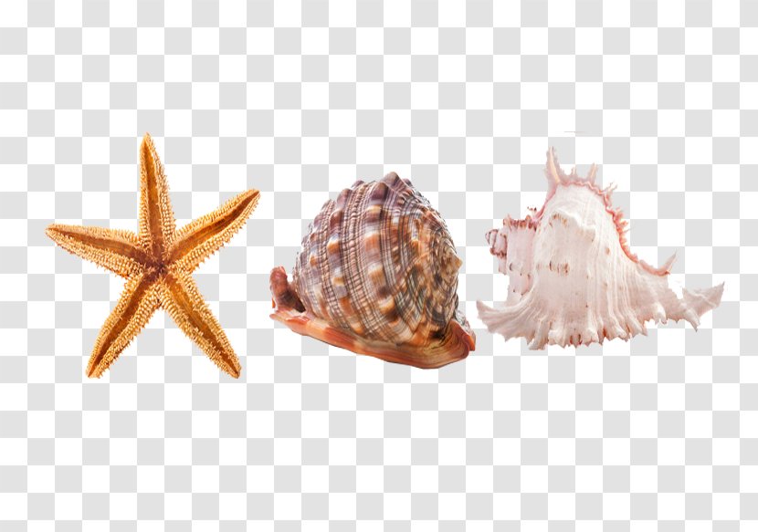 Seashell Sea Snail Seabed Icon - Conch Transparent PNG