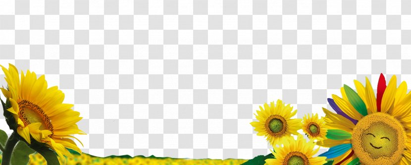 Common Sunflower Download Wallpaper - Floristry - With A Smiley Face Transparent PNG