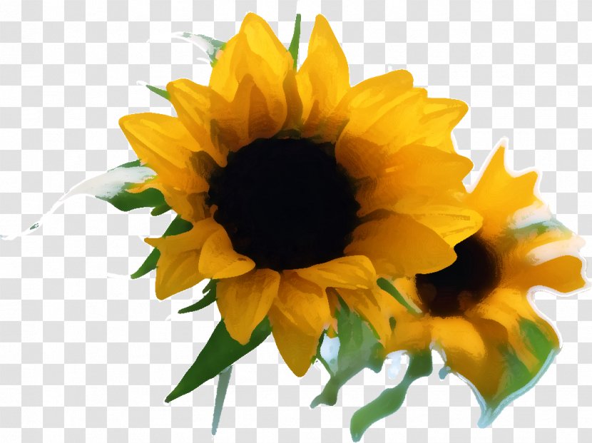 Common Sunflower Two Cut Sunflowers Illustration Image Photography - Yellow - Plant Transparent PNG