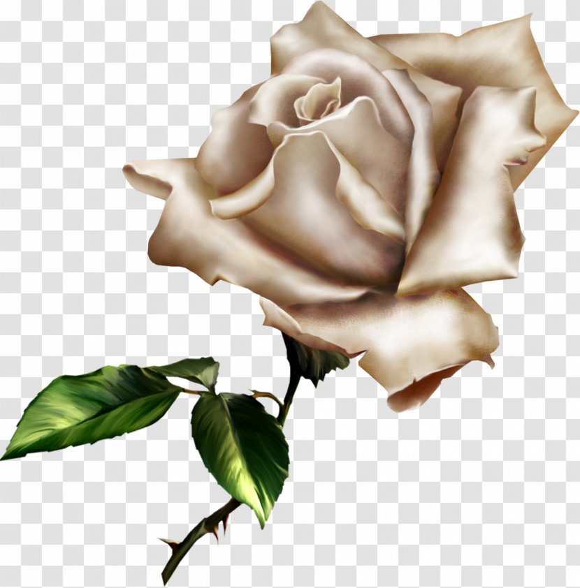 Rose Clip Art Image Drawing - Flower Transparent PNG