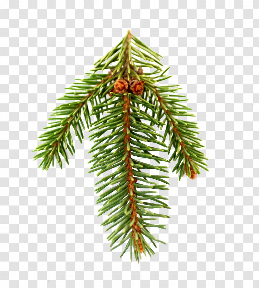 Fir Pine Spruce Christmas Tree - Cone Transparent PNG