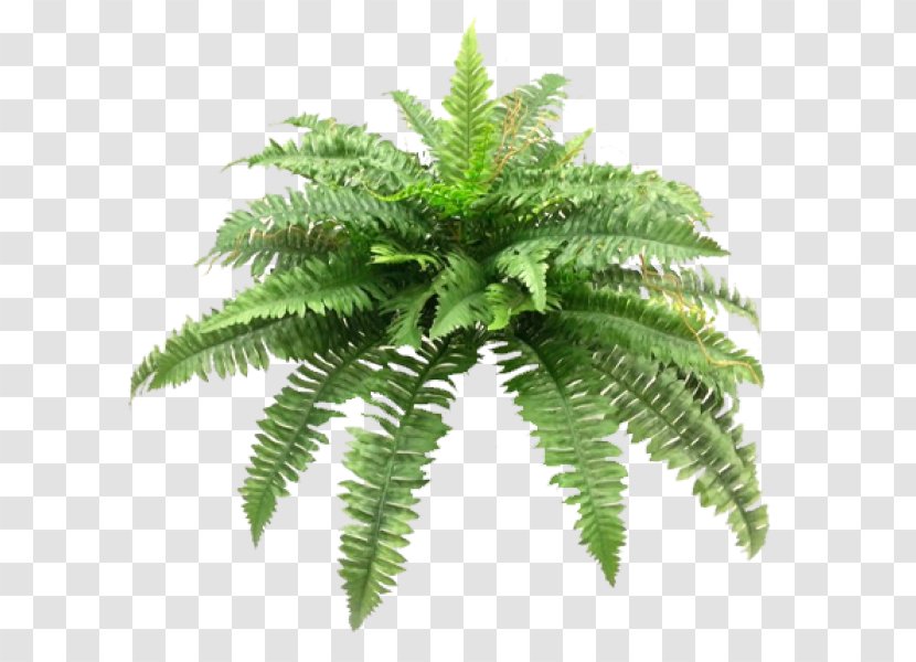 Sword Fern Cycad Plant Shrub - Cycas Transparent PNG