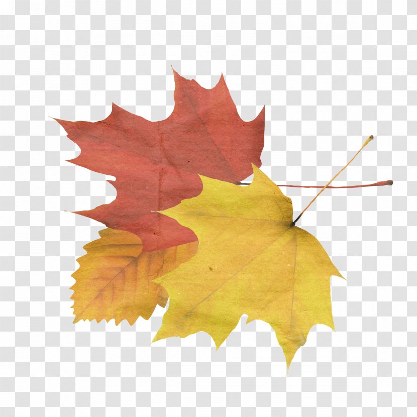 Autumn Leaf Clip Art - Solar Term - Creative Transparent PNG