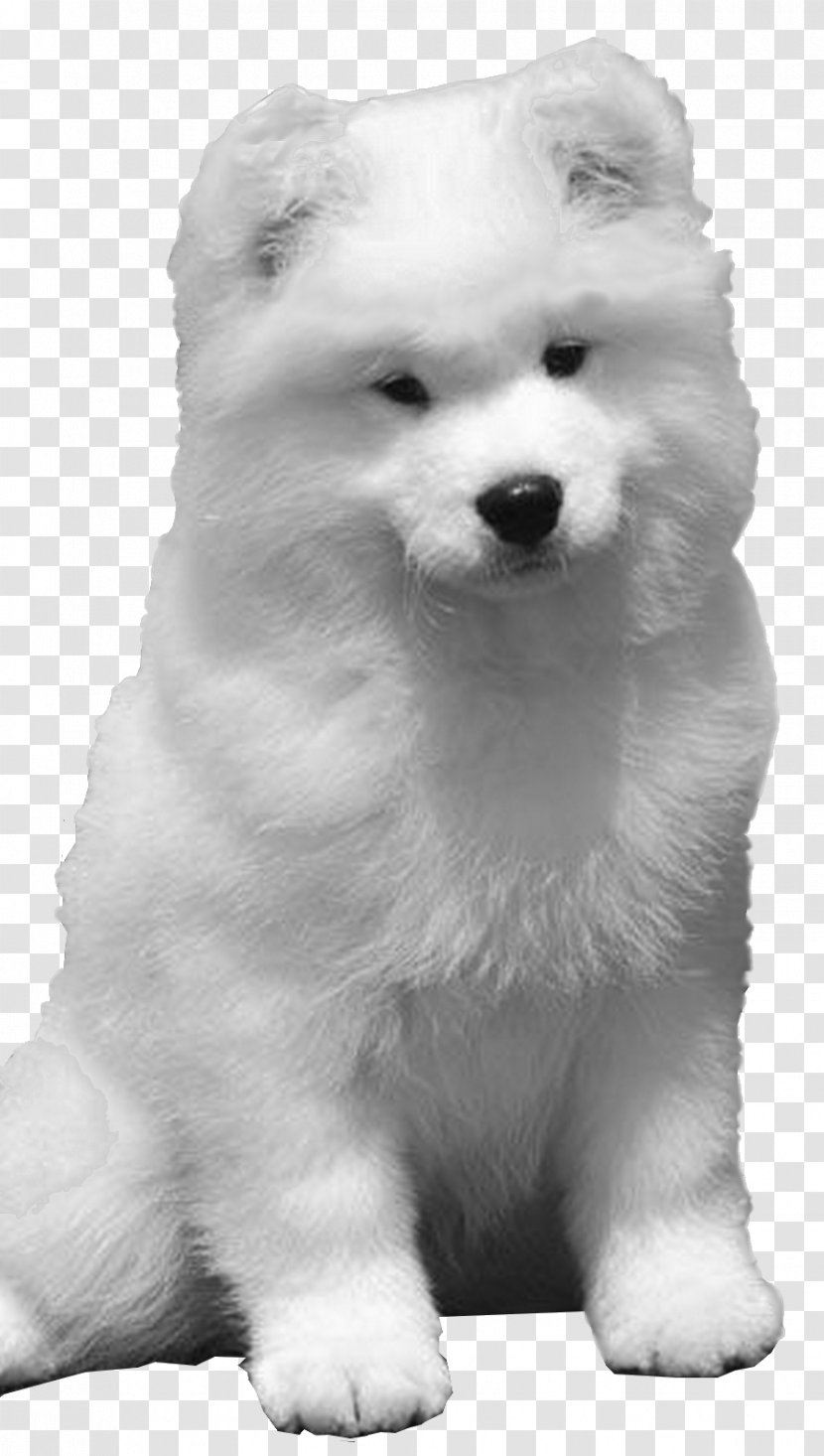 Samoyed Dog American Eskimo Siberian Husky Pomeranian Puppy - Sakhalin Transparent PNG