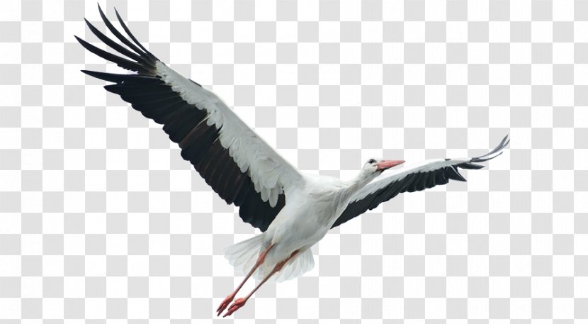 Stock Photography Royalty-free - Stork Transparent PNG