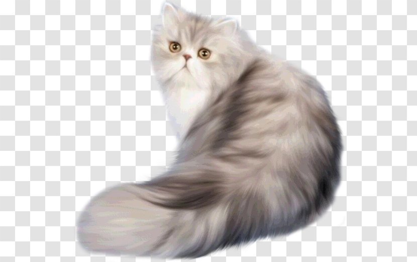 Persian Cat Classic Himalayan Russian Blue Kitten - Napoleon - MASCOTAS Transparent PNG
