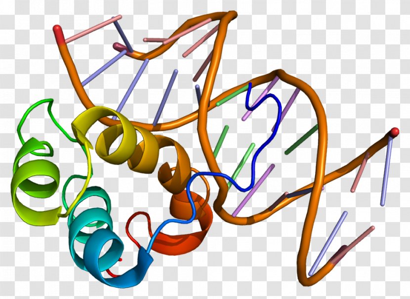 PITX3 Homeobox PITX2 Gene Protein - Heart Transparent PNG