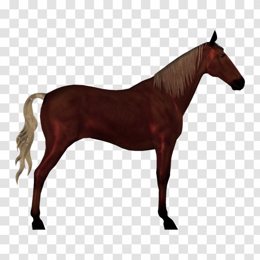 Dutch Warmblood Hanoverian Horse Clydesdale Trakehner Pintabian - Mare Transparent PNG