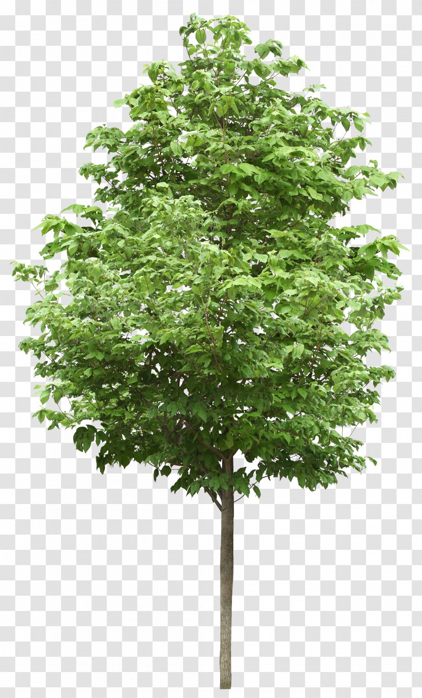 Clip Art Tree Birch Image - Visualization Transparent PNG