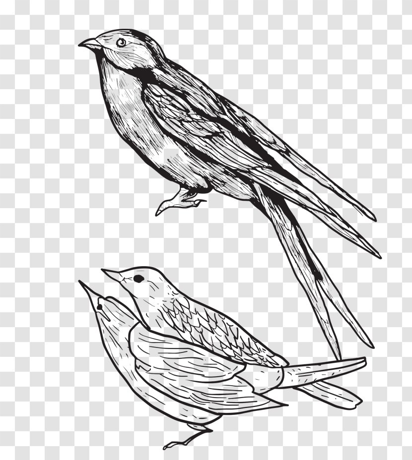 House Sparrow CD Baby Image Illustration - Songbird - Bird Cartoon Transparent PNG