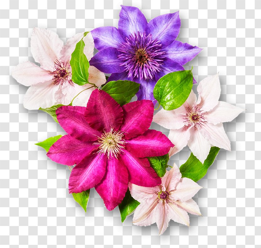 Cut Flowers Floral Design Garden Clematis Viticella - Leaf - Flower Transparent PNG