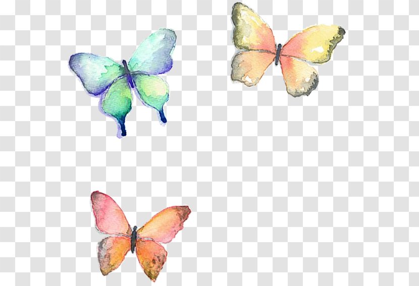Butterfly 16K Resolution - Insect - Motif Transparent PNG