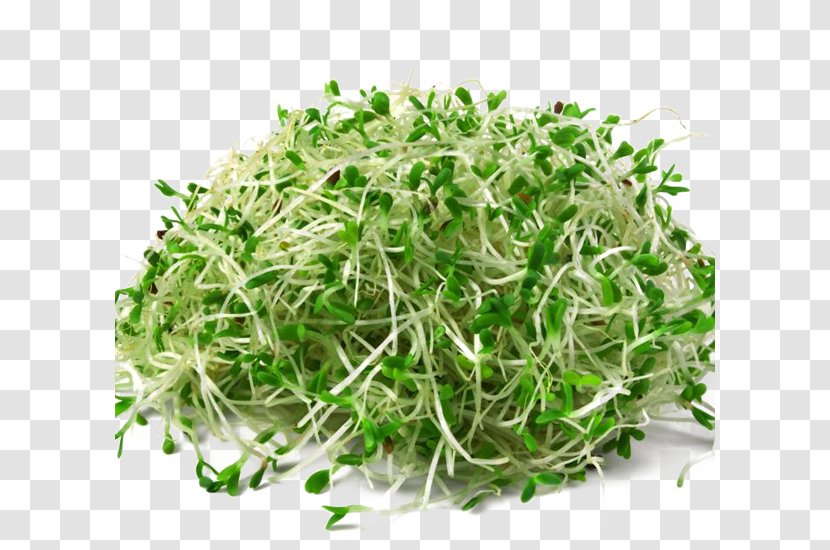 Alfalfa Sprouts Seed Sprouting Organic Food - HD Transparent PNG