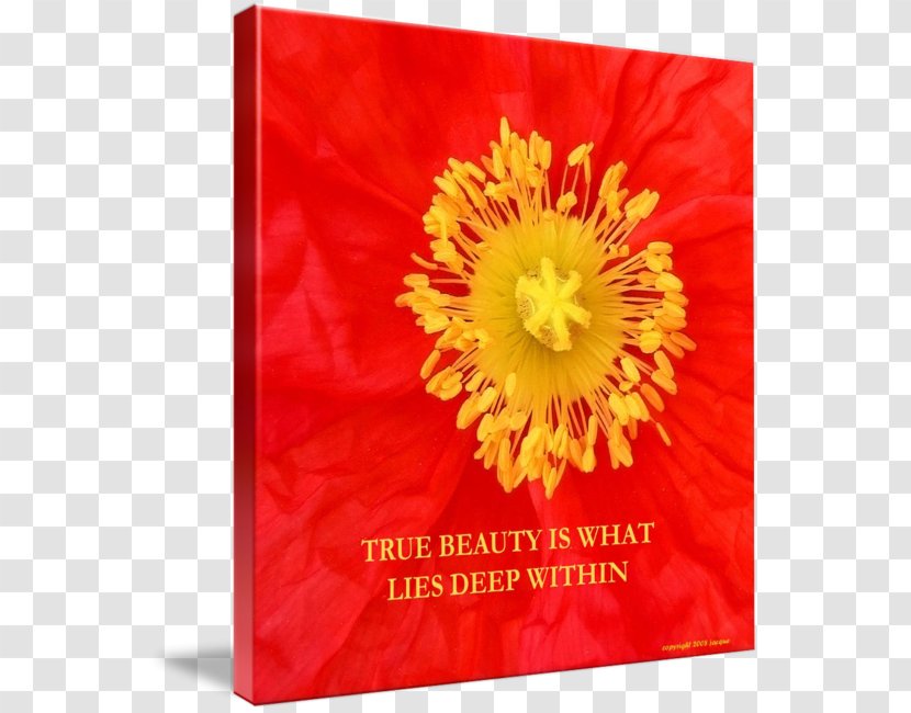 Flowering Plant Petal Transvaal Daisy The Poppy Family - Flower - Beauty Poster Transparent PNG